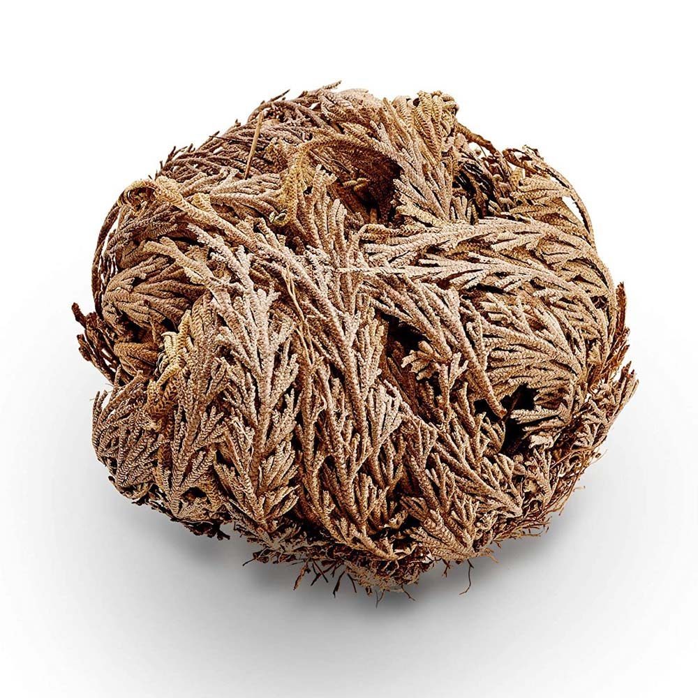 A jerikói rózsa (Szűz Mária rózsája).