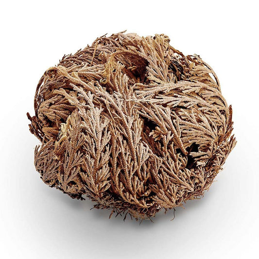 A jerikói rózsa (Szűz Mária rózsája).